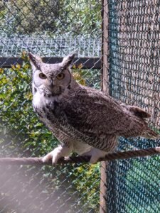 BÚHO VIRGINIANUS SUBARTICUS
